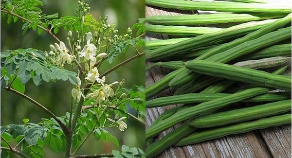 வெளிநாடுகளில் எகிறிக் கொண்டிருக்கும் தமிழக முருங்கைக் கீரையின் மவுசு!