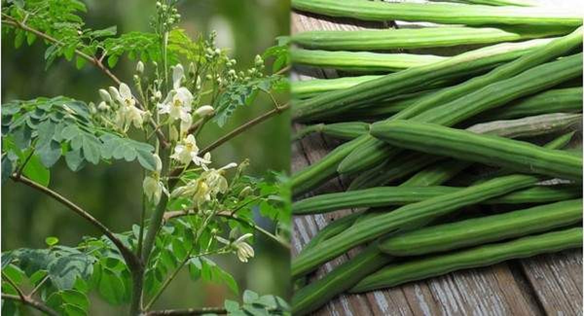 முருங்கைக்காய் சாப்பிடுவதால் இப்படியொரு பலனா?