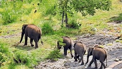 திருப்பதி செல்வோருக்கு ஒரு எச்சரிக்கை ரிப்போர்ட்! ஸ்ரீவாரி பாதத்துக்குச் செல்ல பக்தர்களுக்குத் தடை!
