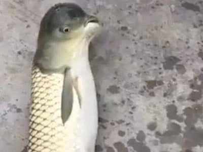 புறா தலையுடன் பிடிபட்ட மீன்: சீனாவில் ஓர் அதிசயம் (விடியோ இணைப்பு) 