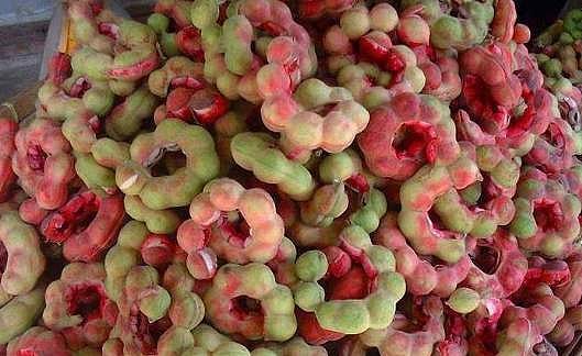 ஜங்கிள் ஜிலேபி... கொடுக்கா புளி ஞாபகமிருக்கா?