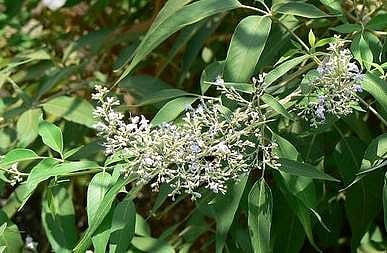 ஊர் சுற்றும் வேலையில் இருக்கிறீர்களா? உடம்பு வலி தாங்கலையா? நொச்சிச் செடி இருக்க பயமேன்?!