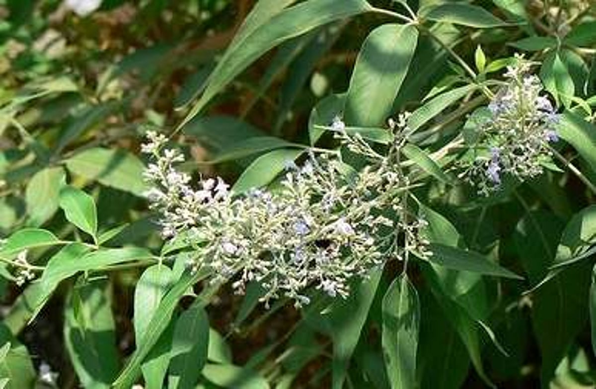 ஊர் சுற்றும் வேலையில் இருக்கிறீர்களா? உடம்பு வலி தாங்கலையா? நொச்சிச் செடி இருக்க பயமேன்?!