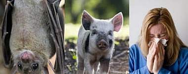 9. நிபா வைரஸ் காய்ச்சல் - பகுதி 2