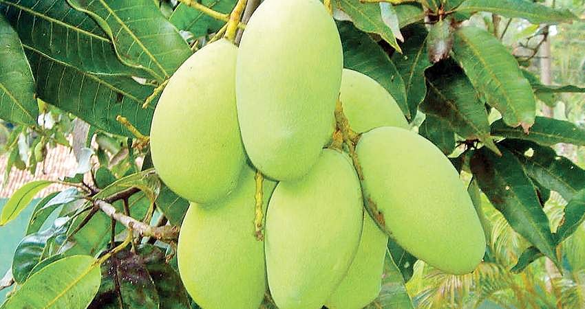 தெரிந்து கொள்வோம்: பச்சை மாங்காயில் இவ்வளவு நன்மையா?