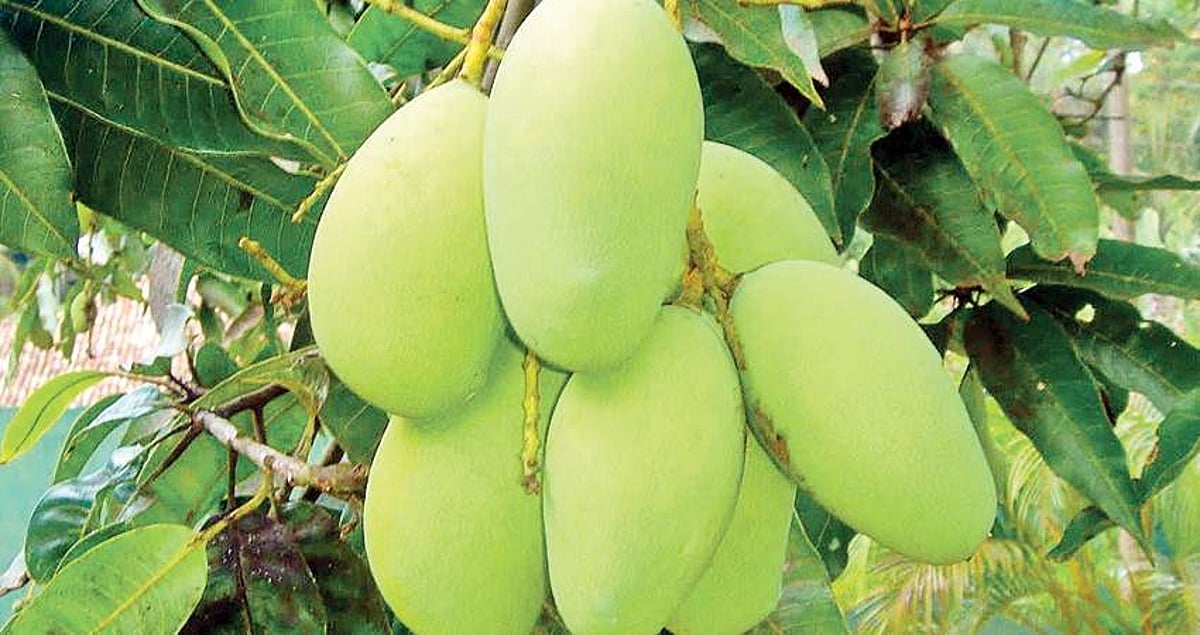 தெரிந்து கொள்வோம்: பச்சை மாங்காயில் இவ்வளவு நன்மையா?