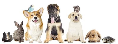 வளர்ப்பு பிராணிகளா அல்லது செல்ல அடிமைகளா?