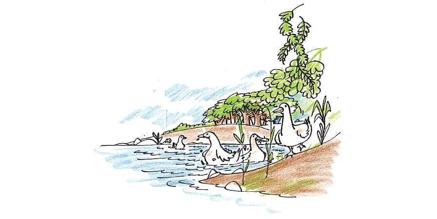 குள்ள வாத்து!