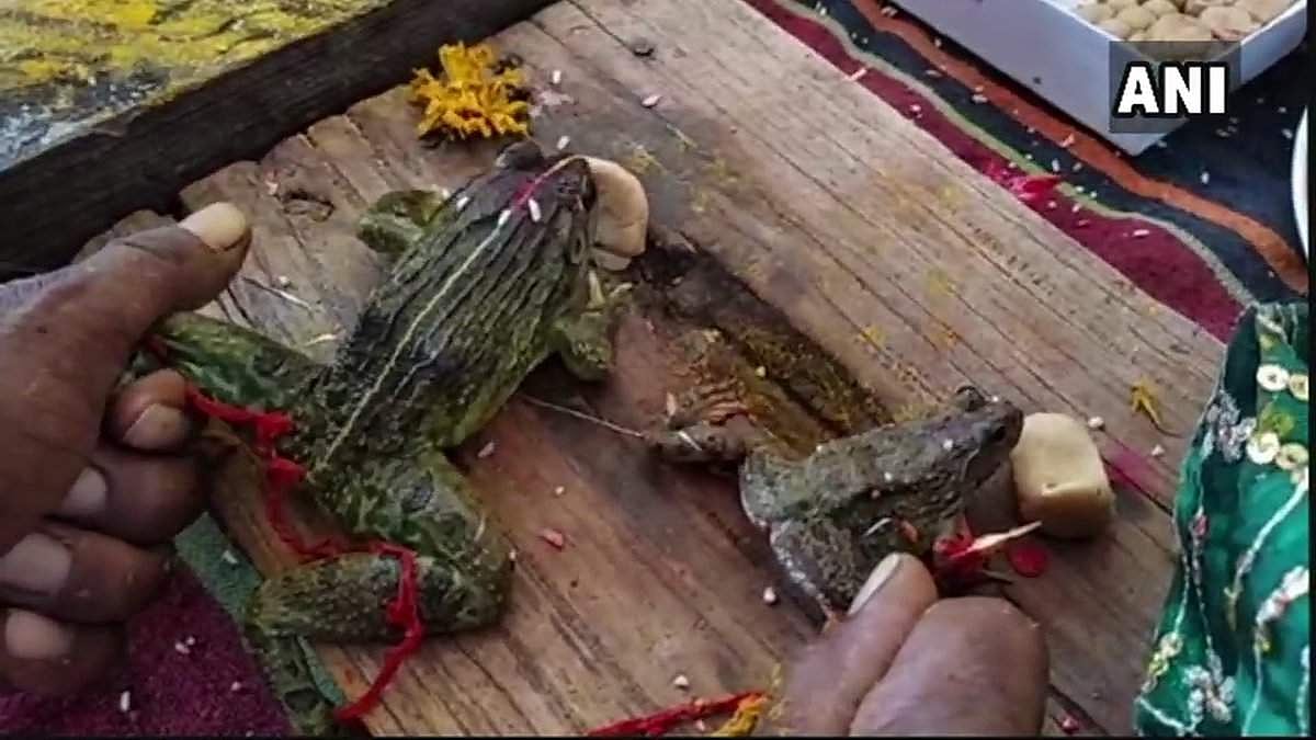 மழை வேண்டி அமைச்சர் முன்னிலையில் தவளைகளுக்கு டும் டும் டும்!