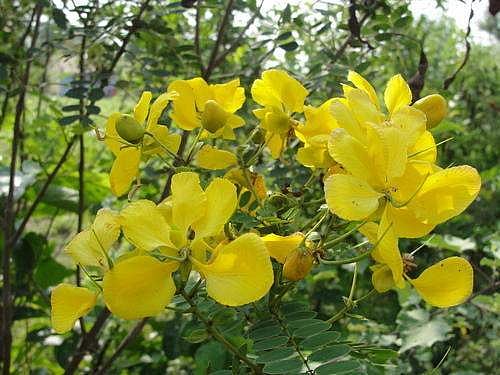 உடல் சூட்டினால் அவதிப்படுகிறீர்களா? இதோ ஒரு எளிய தீர்வு