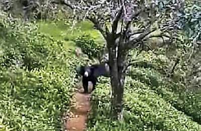 குன்னூா் பகுதியில் கரடி நடமாட்டம்: பொதுமக்கள் அச்சம்