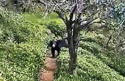 குன்னூா் பகுதியில் கரடி நடமாட்டம்: பொதுமக்கள் அச்சம்