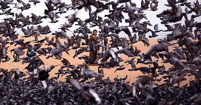 மெரீனா கடற்கரையில் கூடும் புறாக்கள்