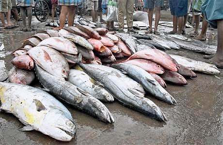 தமிழகத்தில் விற்கப்படும் மீன்களில் ஃபார்மலின் உள்ளதா? இன்னும் ஓரிரு நாட்களில் விடை