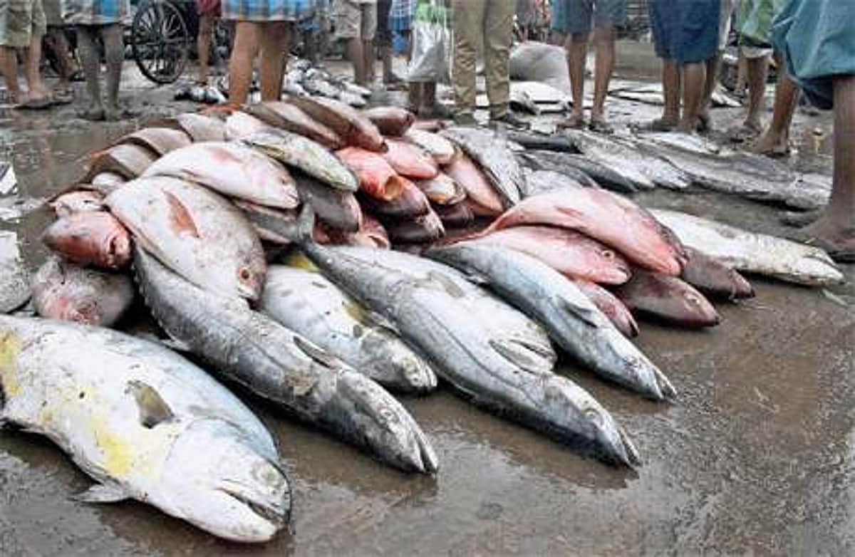 தமிழகத்தில் விற்கப்படும் மீன்களில் ஃபார்மலின் உள்ளதா? இன்னும் ஓரிரு நாட்களில் விடை