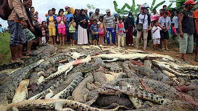 பழிக்குப் பழி: ஒரு ஊரே சேர்ந்து 300 முதலைகளை கொன்று தீர்த்த பரிதாபம்