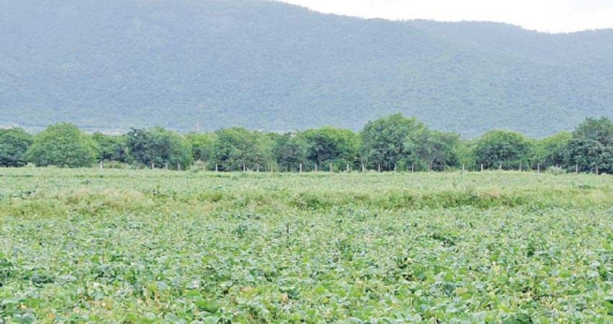 தேனி மாவட்டத்தில் 1.25 லட்சம் ஏக்கர் சாகுபடி: தென்மேற்கு பருவமழையால் மானாவாரி விவசாயத்தில் மறுமலர்ச்சி