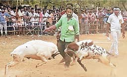 கிடா முட்டு திருவிழாவுக்கு 
நிபந்தனைகளுடன் அனுமதி: உயா்நீதிமன்றம் உத்தரவு