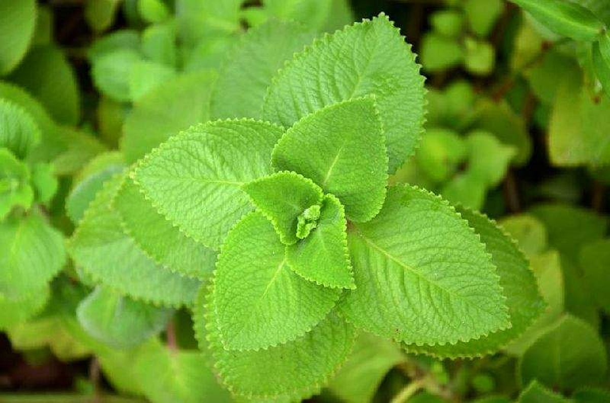 கற்பூர வல்லி அலைஸ் ஓமவல்லி இலையின் பயன்களைப் பற்றி அறிந்து கொள்ளுங்கள்...