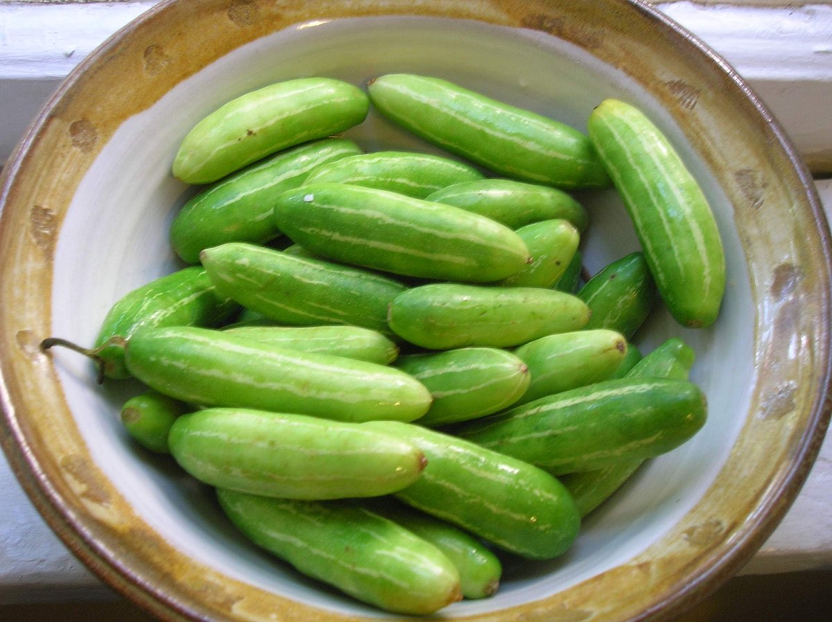 கோவைக்காய் தலைவலியைத் தீர்க்குமா? 