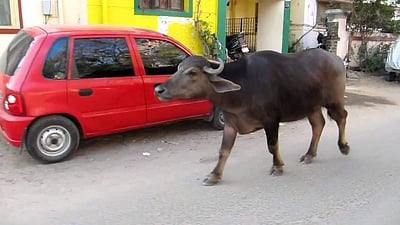 கால்நடை வளா்ப்போா் அலட்சியத்தால் அதிகரிக்கும் விபத்துகள்!