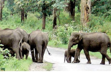 யானை வழித்தட ரிசார்ட்டுகள் : நீலகிரியில் தொடரும் சிக்கல்