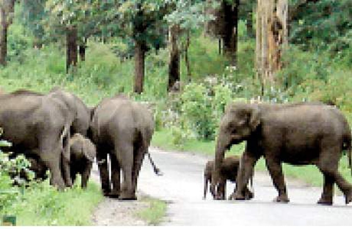 யானை வழித்தட ரிசார்ட்டுகள் : நீலகிரியில் தொடரும் சிக்கல்