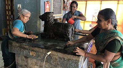 தேடல் உள்ள தேனீக்கள்