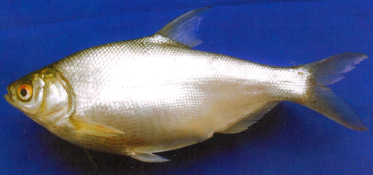 கட்லா மீன் மாதிரி இருந்தாலும் அதை விட அதிக சுவை கொண்ட இந்த ‘பெங்பா’ மீனின் சிறப்பு என்ன தெரியுமா?