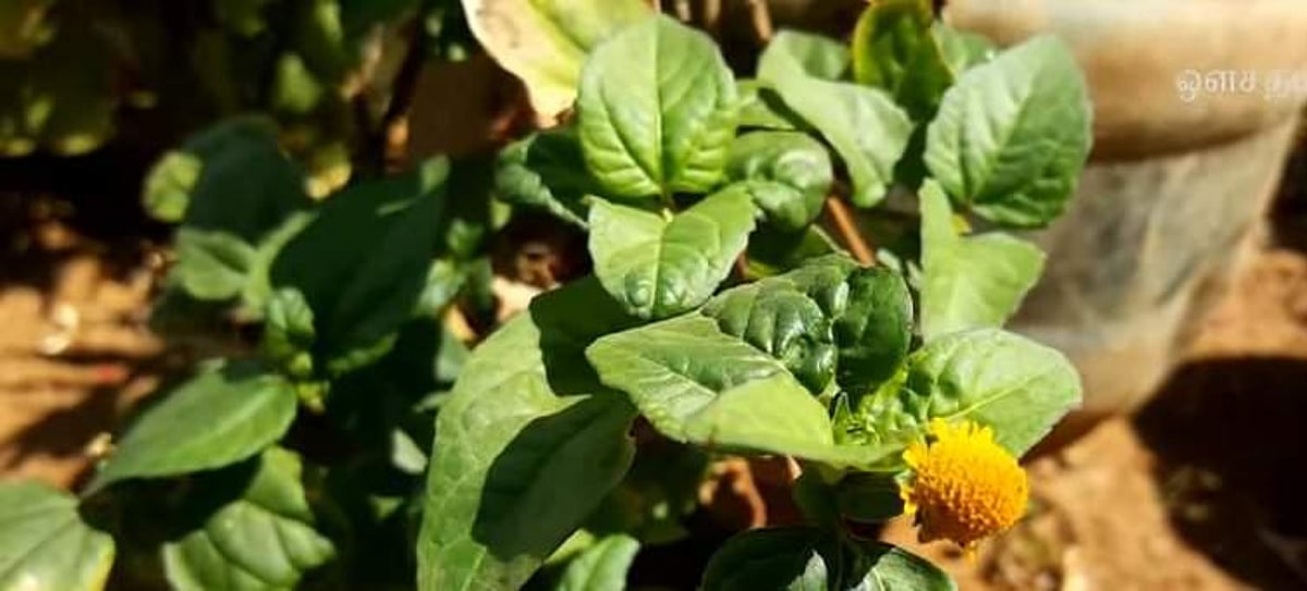 அக்ரஹாரம் இல்லை... இது அக்கரகாரம் எனும் மூலிகைச் செடி!