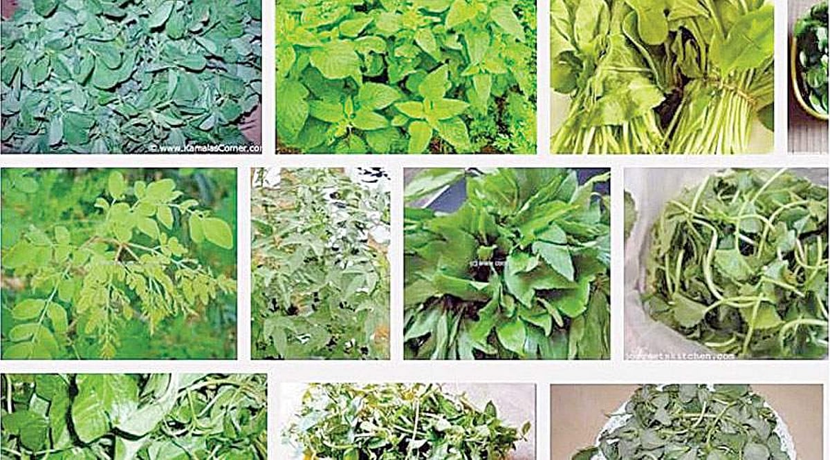 வகை வகையாய், ருசி ருசியாய் தினமும் கீரை சாப்பிடுங்க!