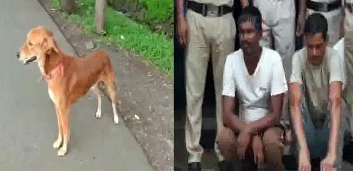 பாலியல் வன்கொடுமையில் இருந்து சிறுமியை காப்பாற்றிய நாய்: குற்றவாளிகளைக் கடித்துக் குதறியது