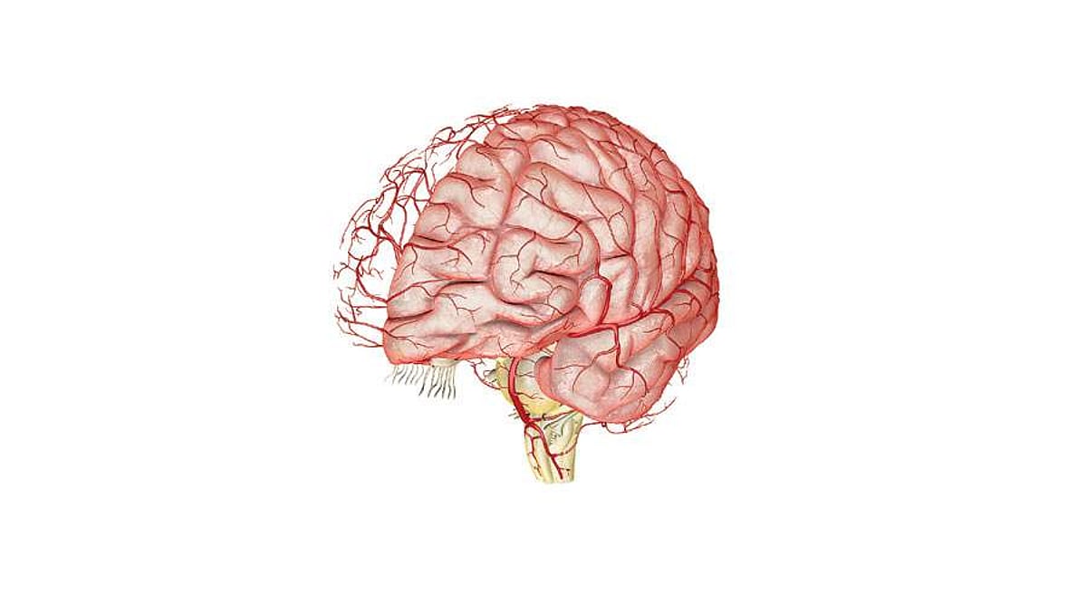 ஆயுள் காக்கும் ஆயுர்வேதம்: ரத்தக் குழாய்கள் வலுவடைய...!