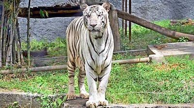 வண்டலூரில் கம்பீரம்