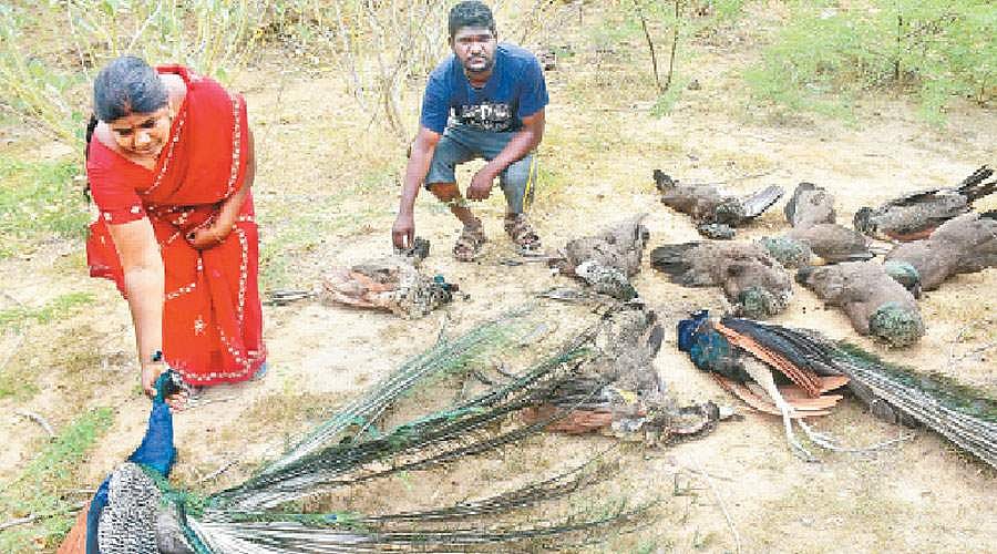 தமிழகத்தில்  கொத்துக் கொத்தாய்  கொல்லப்படும்  மயில்கள் சரணாலயங்கள் அமைக்கப்படுமா?