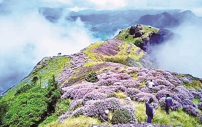 குறிஞ்சிப் பூவைப் பார்க்க ஆவலா?