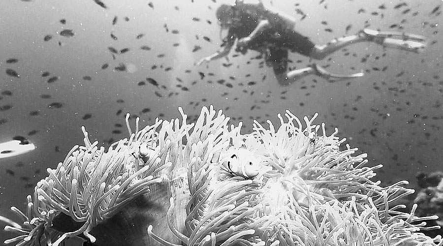 மரைன் பயாலஜி பல்கலைக்கழகங்கள்!