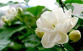 16. வாசமுள்ள மலர்களும்  வாசமில்லா மலர்களும்