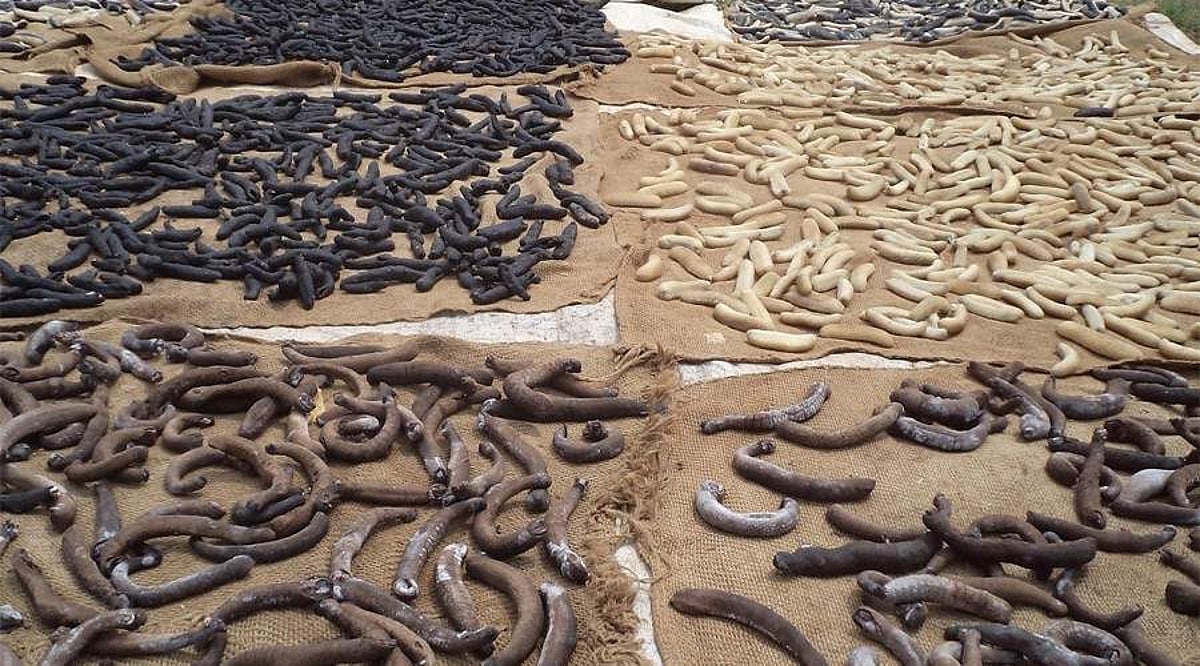 ‘ஆண்மை விருத்தி’ நம்பிக்கையால் வெளிநாடுகளுக்குக் கடத்தப்படும் கடல் அட்டைகள்! உண்மை நிலவரம் என்ன?