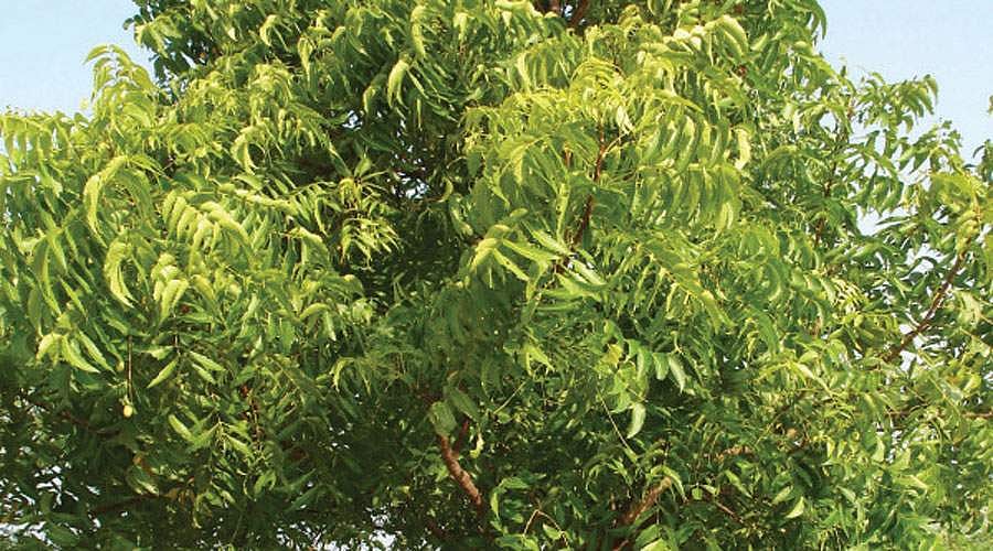 மரங்களின் வரங்கள்!: வேப்ப மரம்!