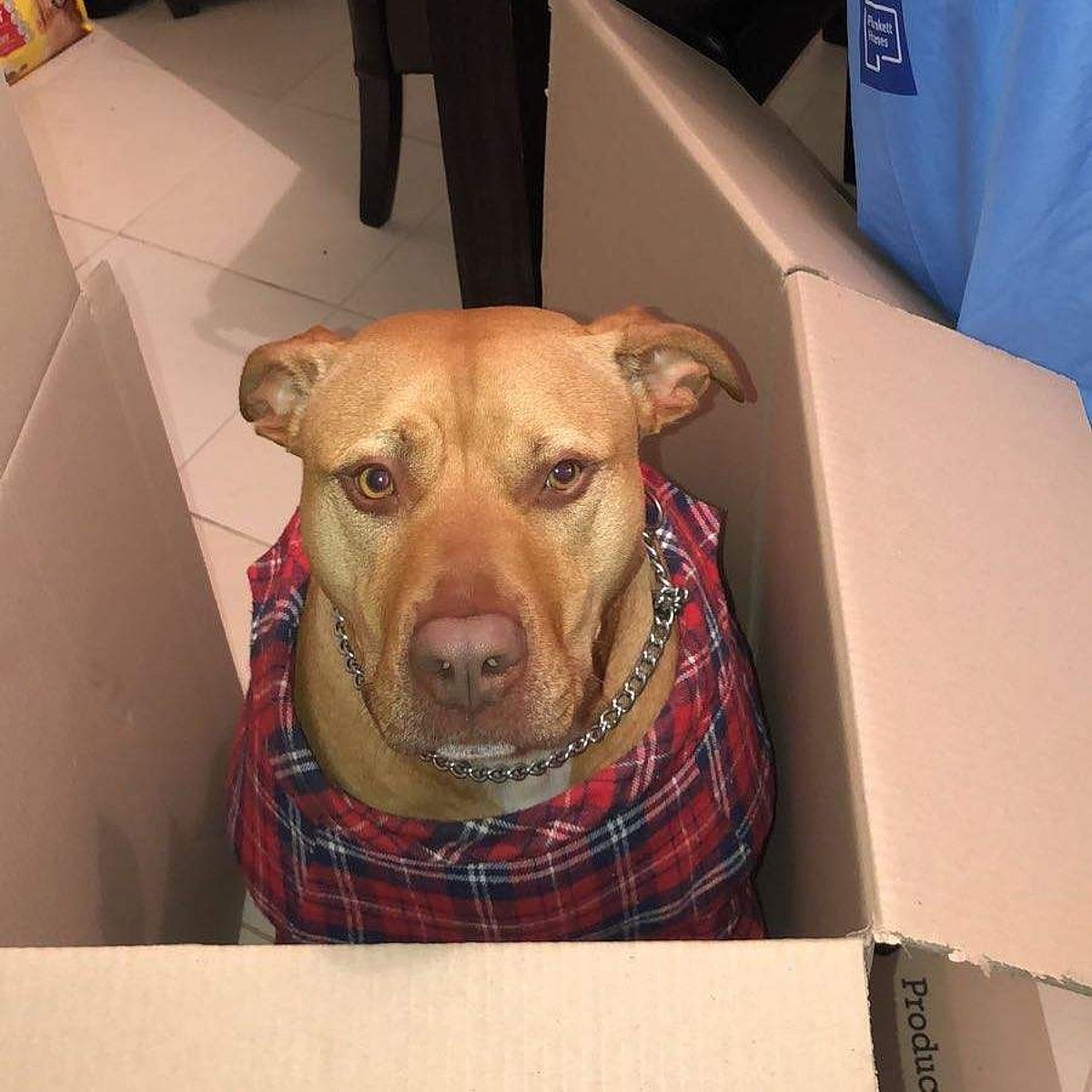 செல்ல நாய் கடித்ததால் தையல் போடுமளவுக்குக் காயமடைந்த ஆஸ்திரேலிய வீரர்!