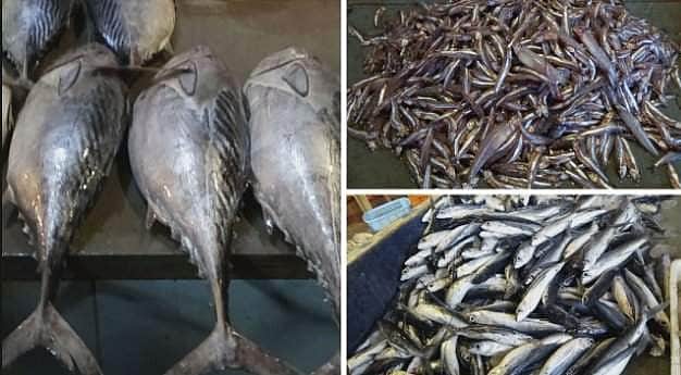 பல்லாவரம் காந்தி மீன் மார்க்கெட்... வகை வகையான மீன்களை விளக்கும் யூ டியூப் காணொளி!