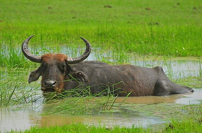 வாழ்க்கை ரகசியத்தை உணர்த்த ஒரு எருமைக் கதை சொல்லவா சார்?!