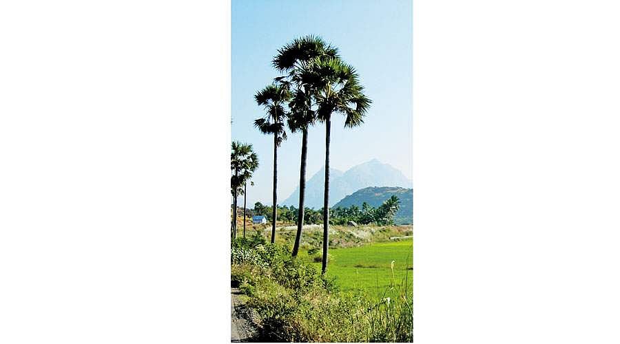 மரங்களின் வரங்கள்!