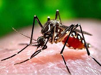 16. சிக்குன்குனியா காய்ச்சல்
