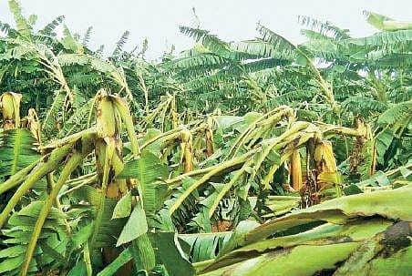 சூறைக்காற்றால் சேதமடைந்த
வாழைகளுக்கு இழப்பீடு: விவசாயிகள் வலியுறுத்தல்