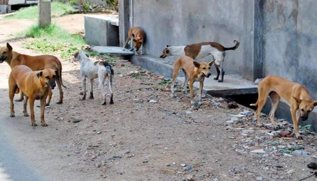 News image
