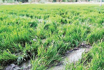 பருவத்தே பயிர்செய்...