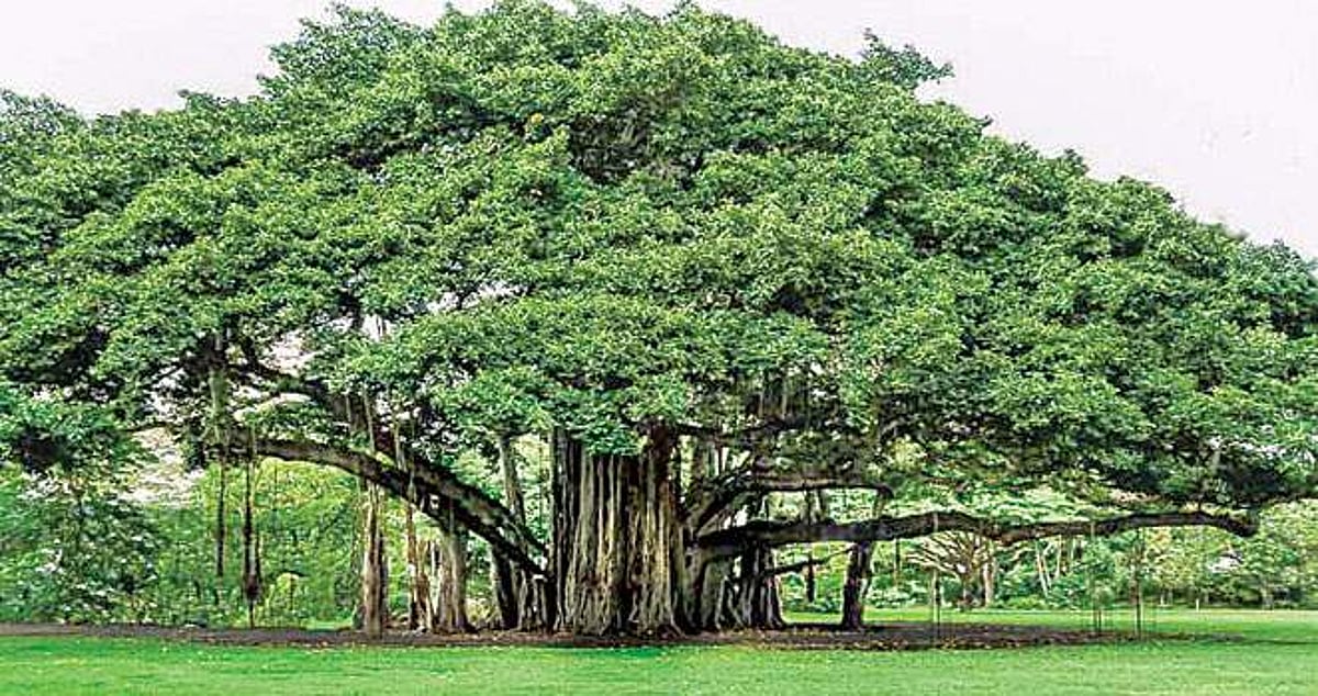 மரங்களின் வரங்கள்!: ஆலமரம்!