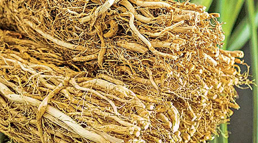 இல்லத்தரசிகளும் தொழில் முனைவோர் ஆகலாம்! - 37: லாபம் அள்ளித்தரும் வெட்டிவேர்!